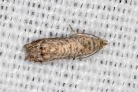 Selania resedana