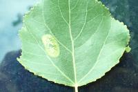 Phyllonorycter comparella