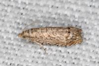 Selania resedana