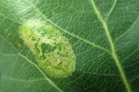Phyllonorycter comparella
