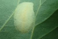 Phyllonorycter comparella