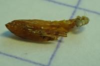 Phyllonorycter comparella