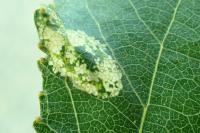 Phyllonorycter