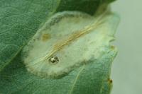 Phyllonorycter