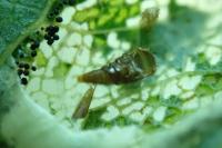 Phyllonorycter