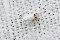 Leucoptera aceris