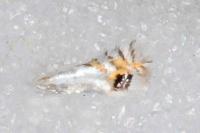 Leucoptera aceris