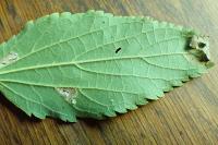 Caloptilia fidella