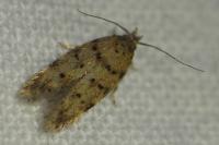Pseudotelphusa paripunctella