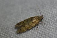 Pseudotelphusa paripunctella