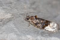 Apotomis betuletana