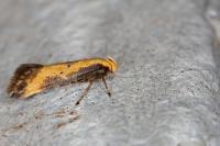 Brachmia dimidiella