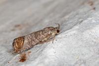 Cydia pomonella