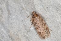 Depressaria incognitella