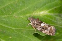 Eudemis profundana