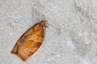 Pandemis heparana