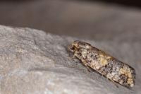 Ptycholomoides aeriferanus