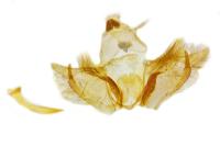 Depressaria incognitella