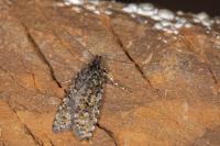 Sphaleroptera occidentana