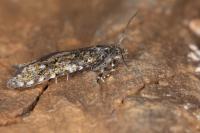 Sphaleroptera occidentana