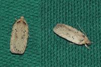 Agonopterix yeatiana
