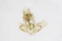 Agonopterix yeatiana