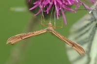 Stenoptilia