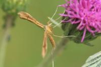 Stenoptilia