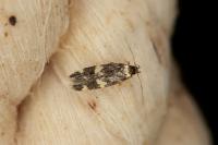 Oegoconia