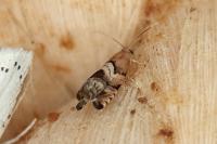 Cydia interscindana