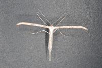 Emmelina monodactyla