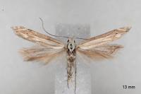 Isophrictis anthemidella