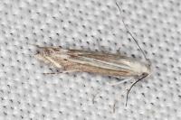 Isophrictis anthemidella