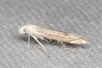 Isophrictis anthemidella