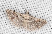 Alucita palodactyla