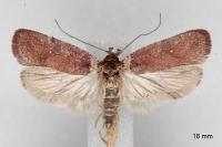 Agonopterix cnicella