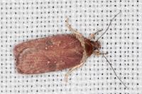 Agonopterix cnicella