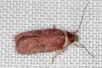 Agonopterix cnicella