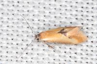 Batia lunaris
