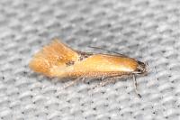 Batia lunaris