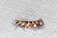 Vulcaniella grabowiella