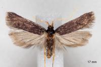 Homaloxestis briantiella