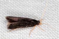 Homaloxestis briantiella