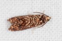 Pammene amygdalana