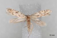 Nemapogon agenjoi