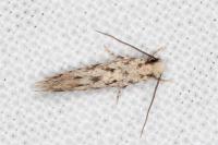 Nemapogon agenjoi