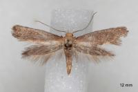 Elachista pigerella