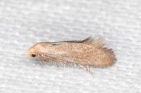 Elachista pigerella