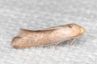 Elachista pigerella