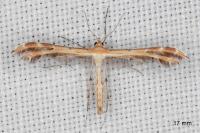 Oxyptilus laetus